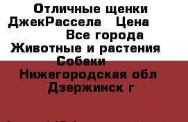 Отличные щенки ДжекРассела › Цена ­ 50 000 - Все города Животные и растения » Собаки   . Нижегородская обл.,Дзержинск г.